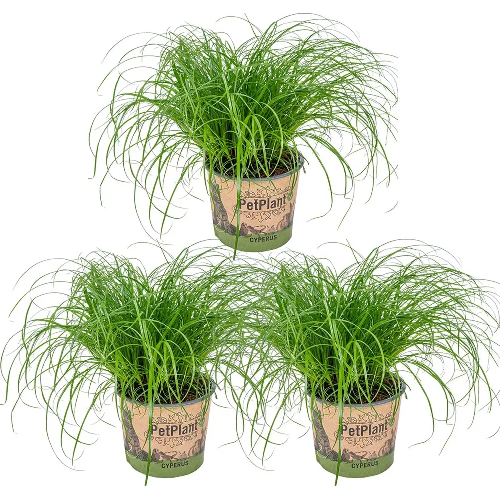 3x cyperus 'zumula' - herbe à chat - plante d'intérieur - animaux acceptés – ⌀12 cm - ↕20-25 cm