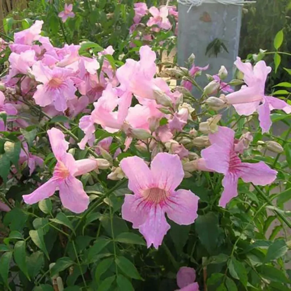 Bignone rose - podranea ricasoliana 3l - 90/120cm