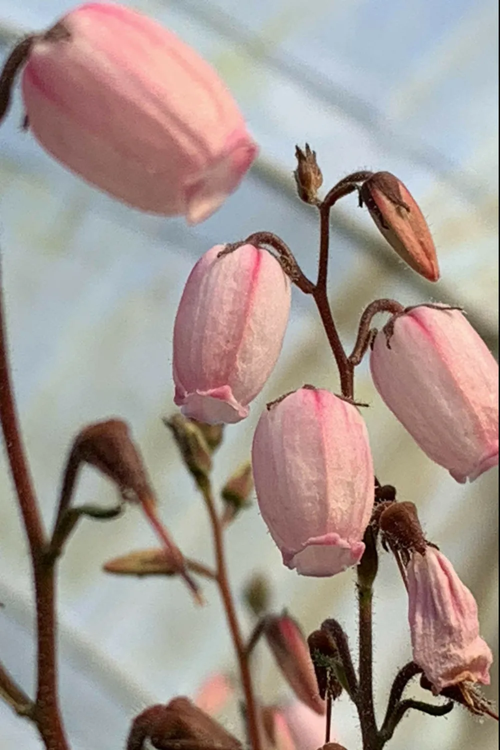 Bruyère d'irlande 'pink tina' - en pot de 1 litre