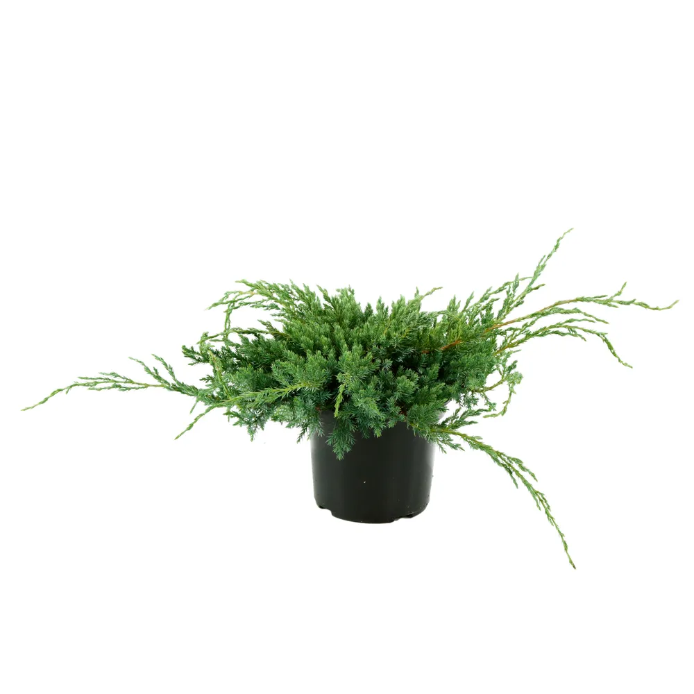 Juniperus squamosa 'Blue carpet' : H.30/40cm 3L