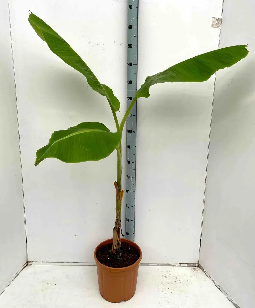 Musa dajiao (banane comestible) pot de 14 litres - 120/140 cm