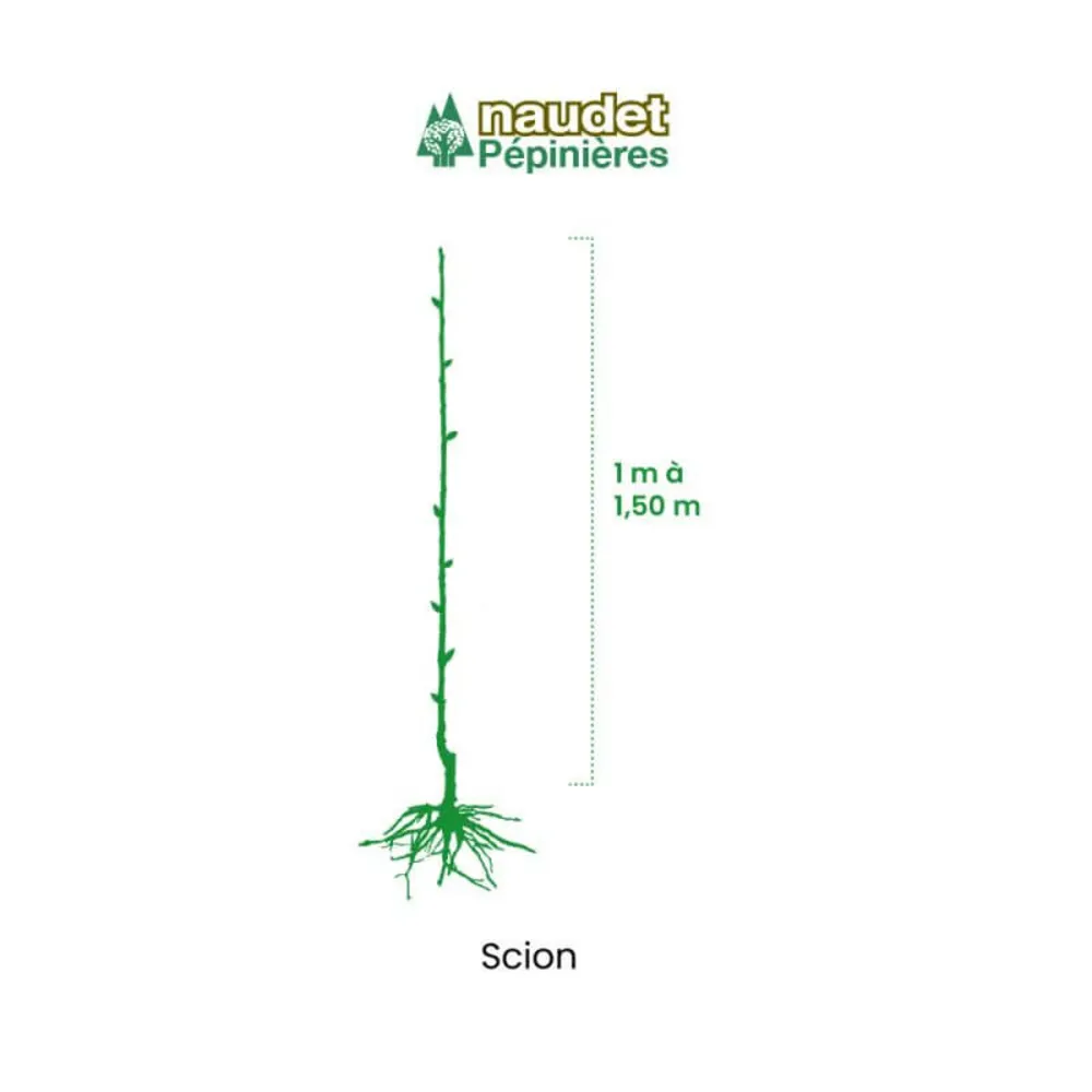 Pommier 'elstar' - scion de 80 à 100cm